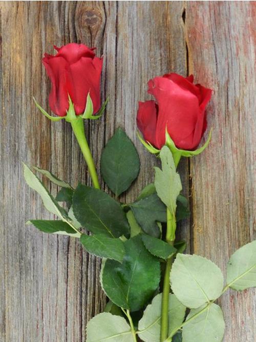 DEVOTION   RED ROSES